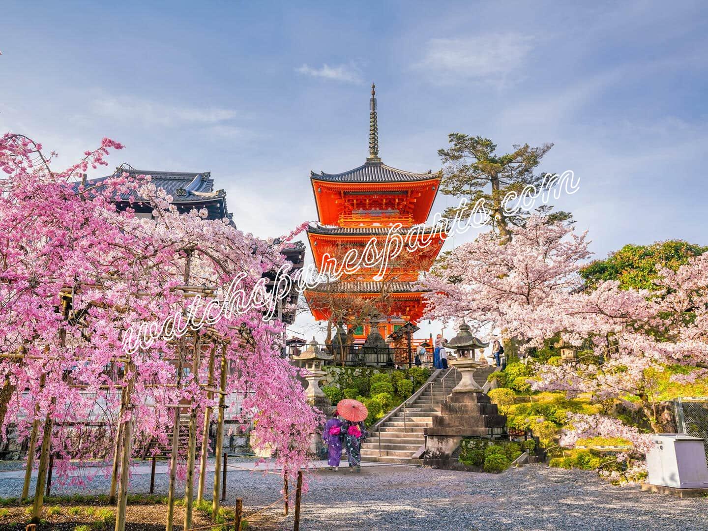 tokyo flower blossom landmark spring cherry blossom 1593209 pxhere.com min